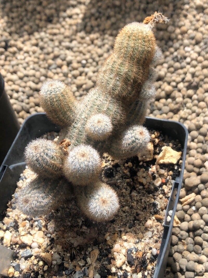 Pygmaeocereus 2