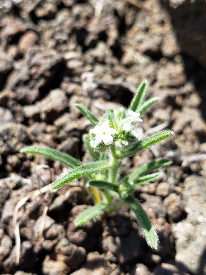 Cryptantha pterocarya 7