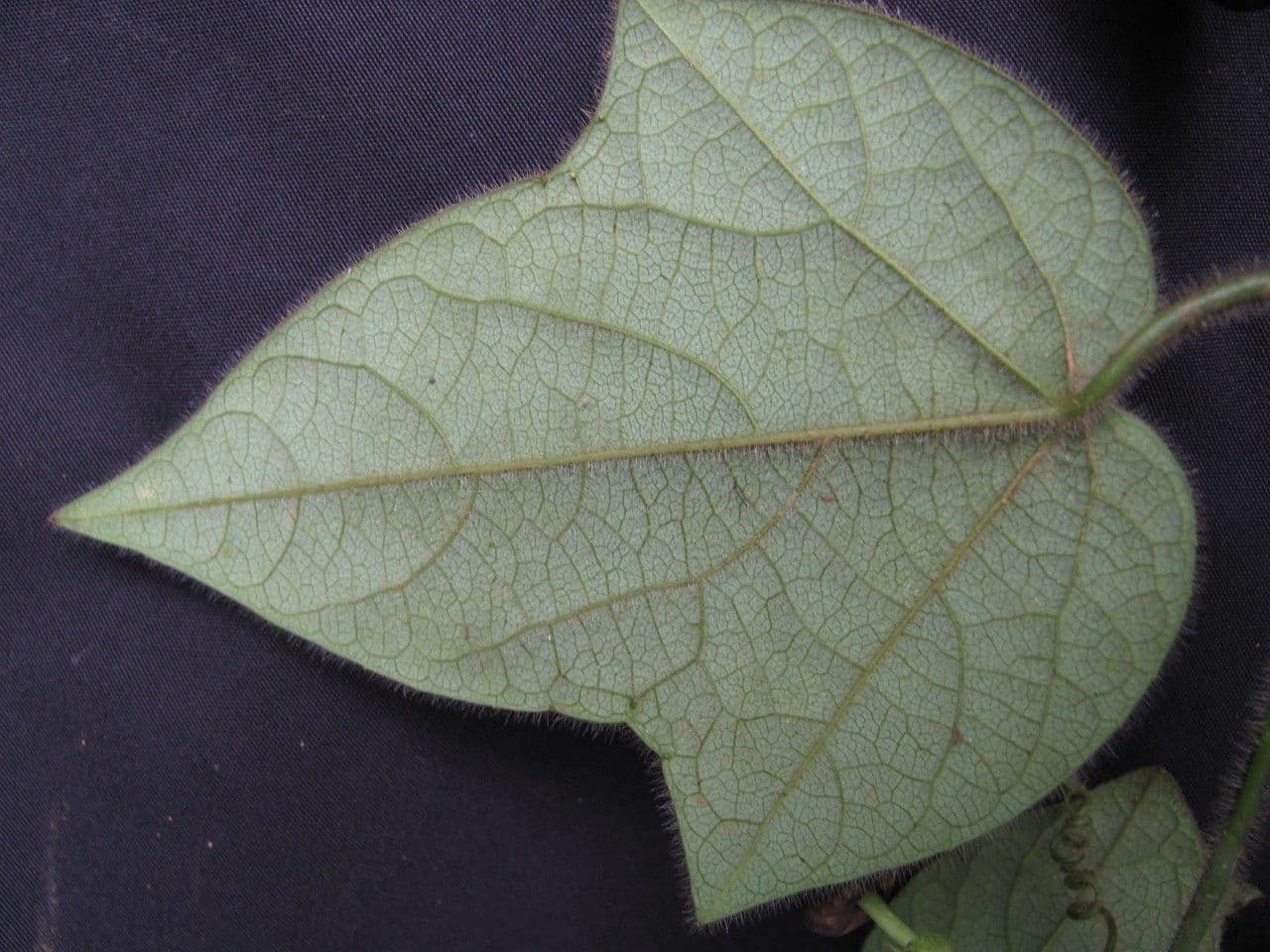 Passiflora 23