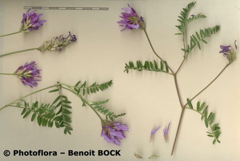 Astragalus onobrychis 22