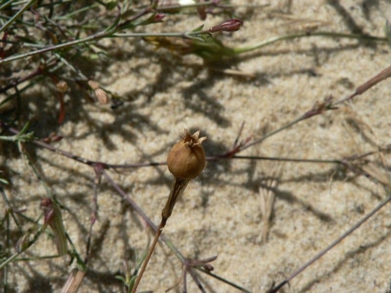 Silene portensis