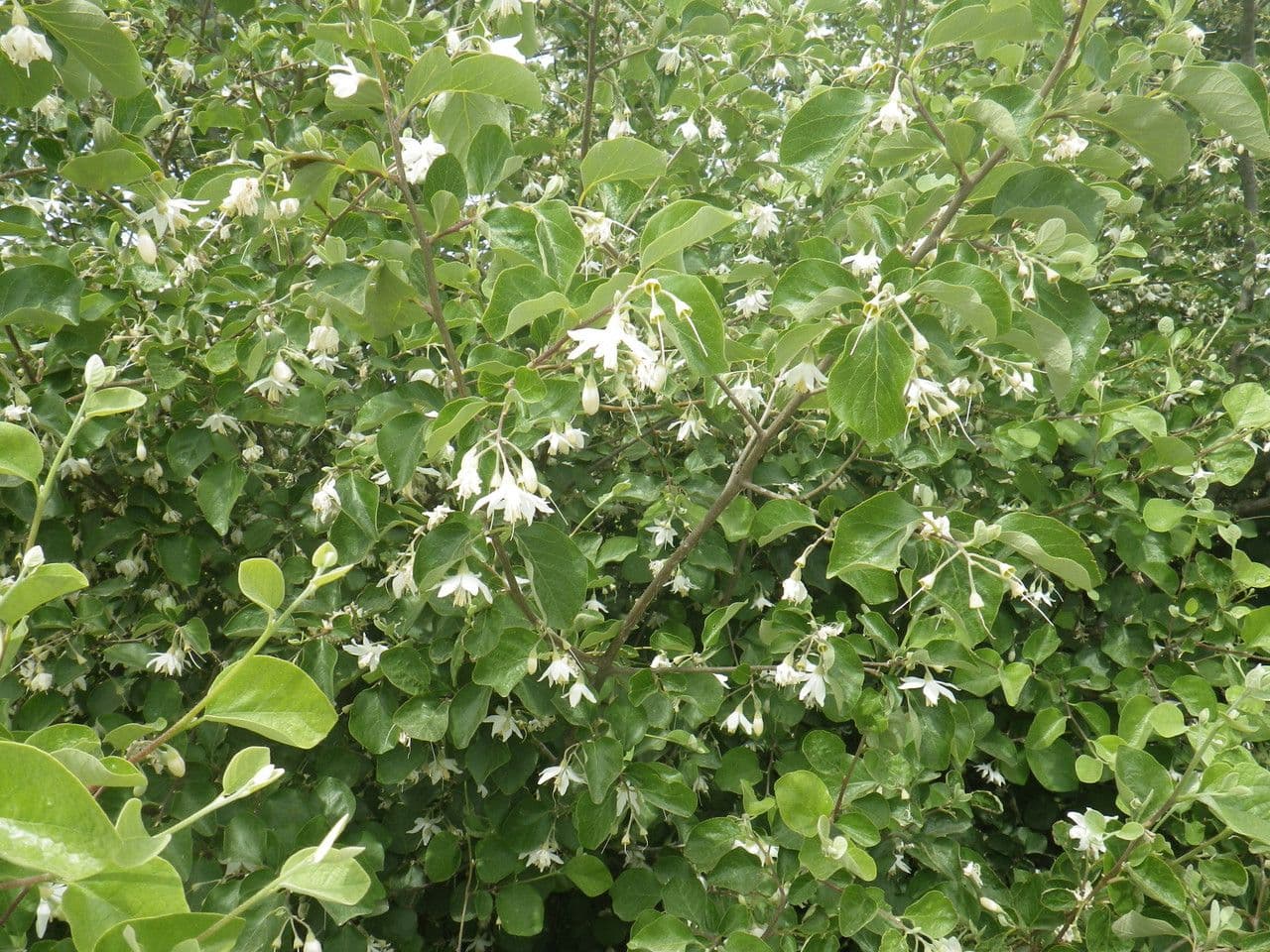 Styrax officinalis 14