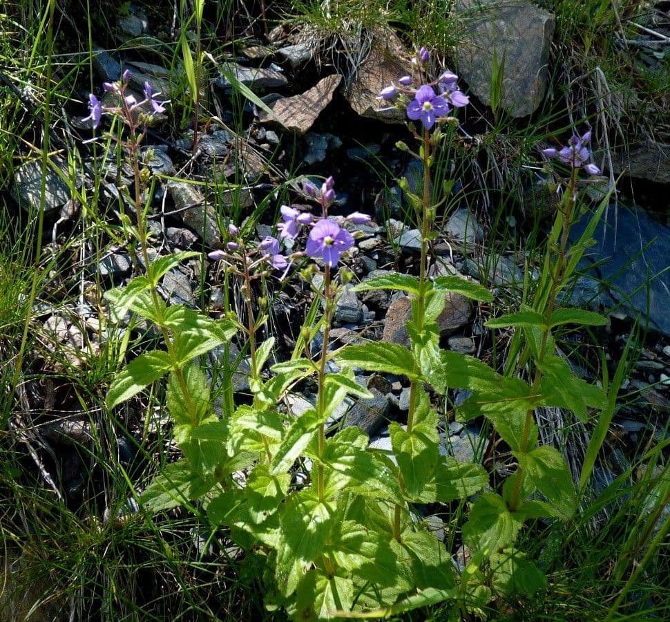 Veronica ponae 14