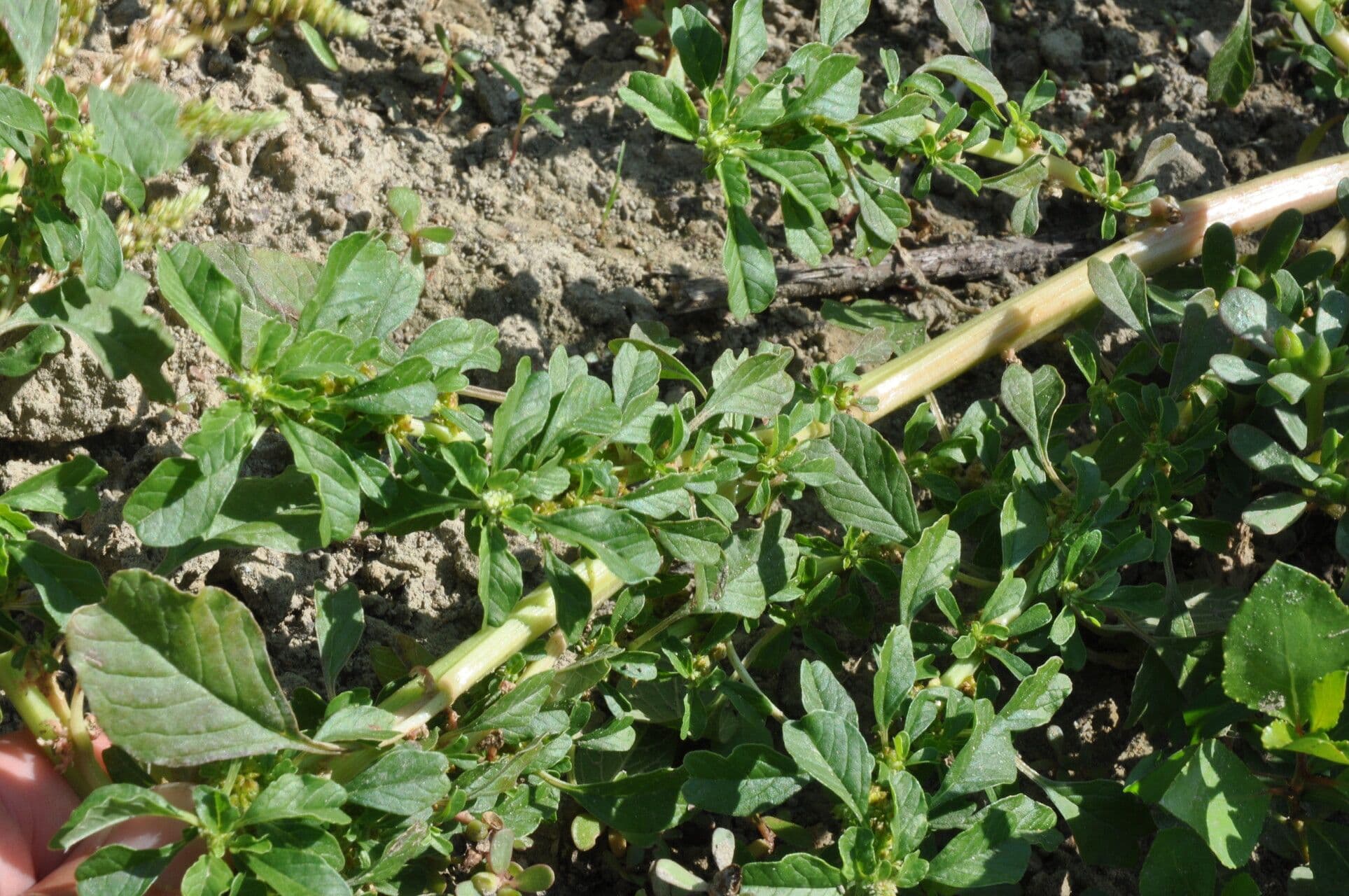 Amaranto greco 6