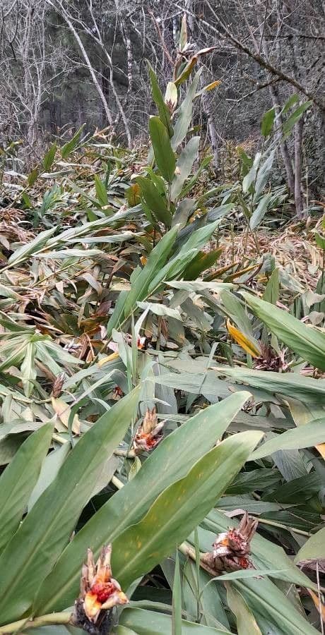 Hedychium coronarium 28