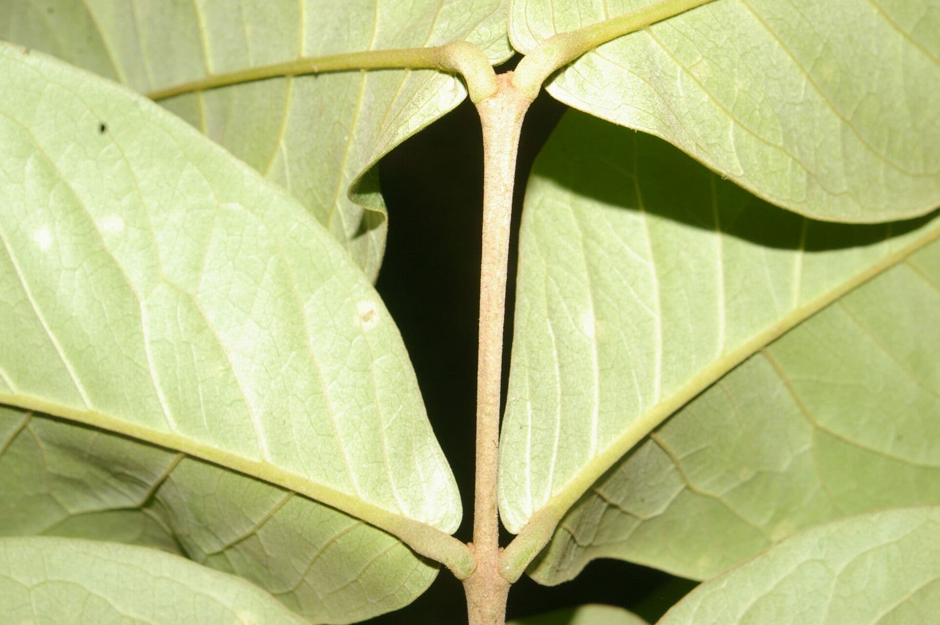 Eugenia 8