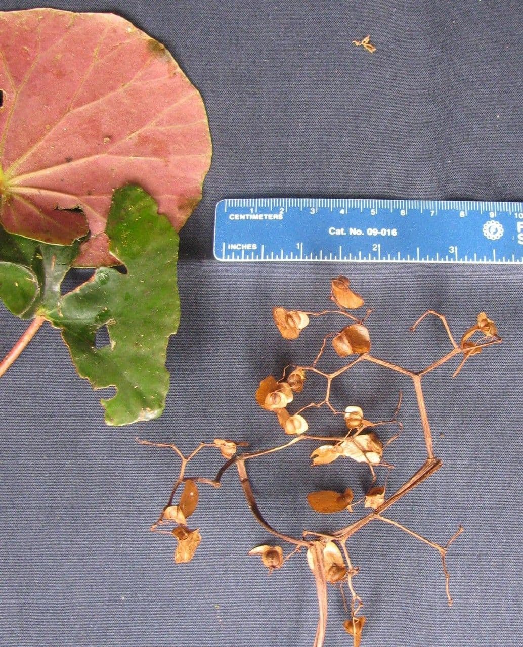 Begonia 24