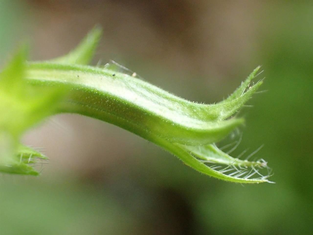 Nepitella maggiore 23
