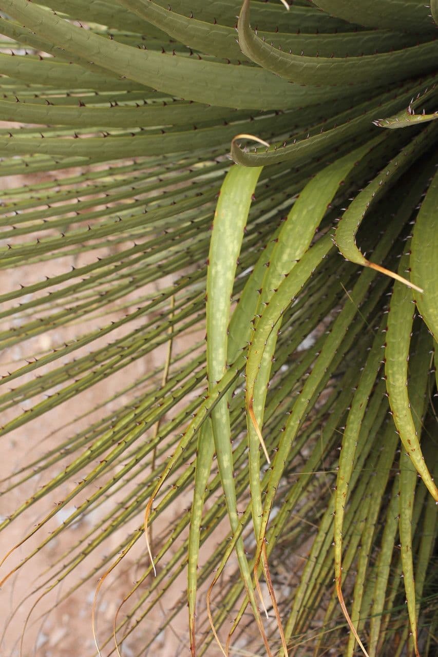 Puya raimondii 13