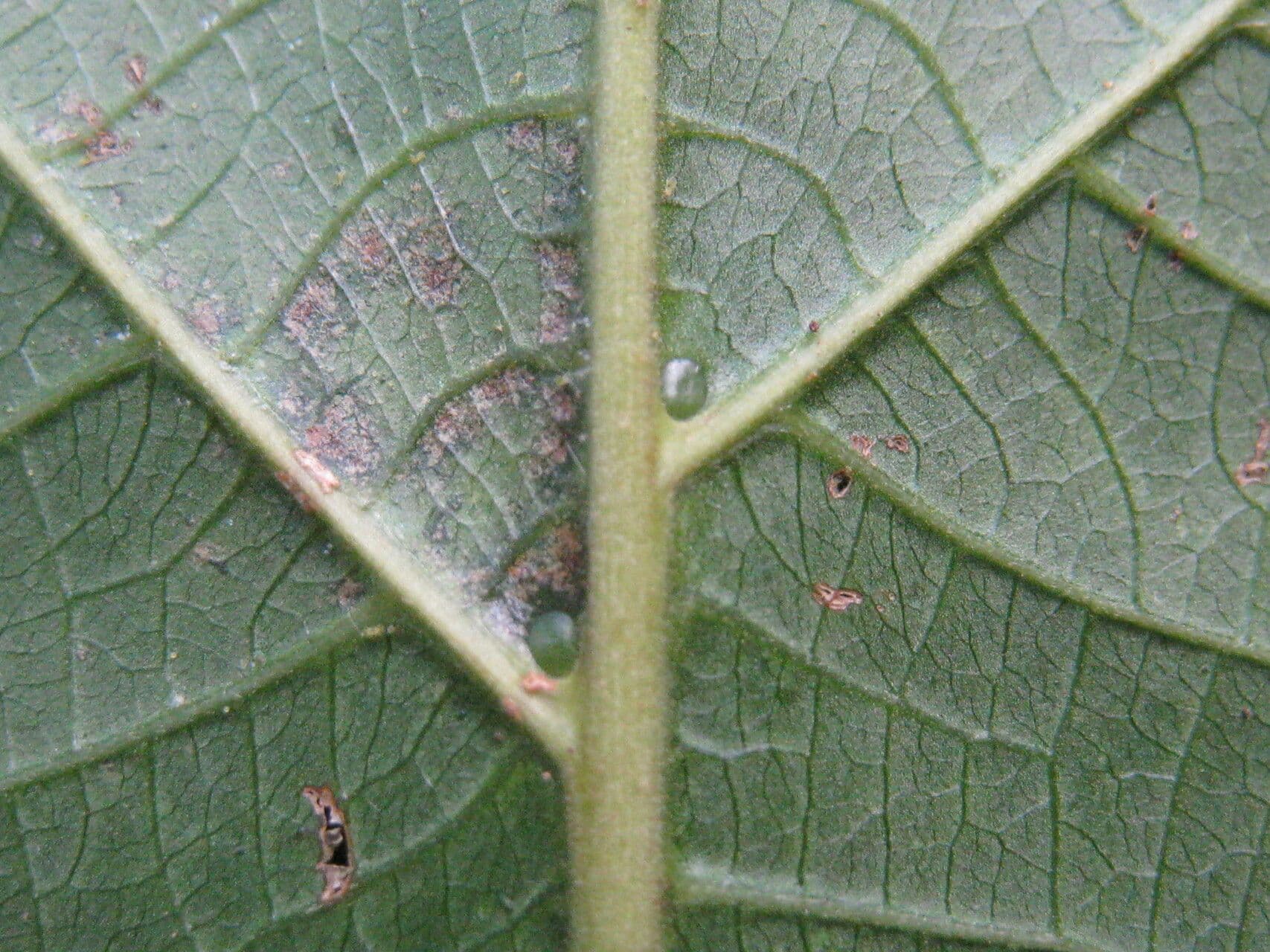 Aparisthmium 8