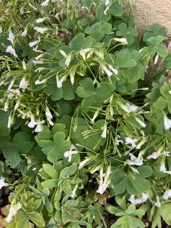 Ossalide incarnata 8
