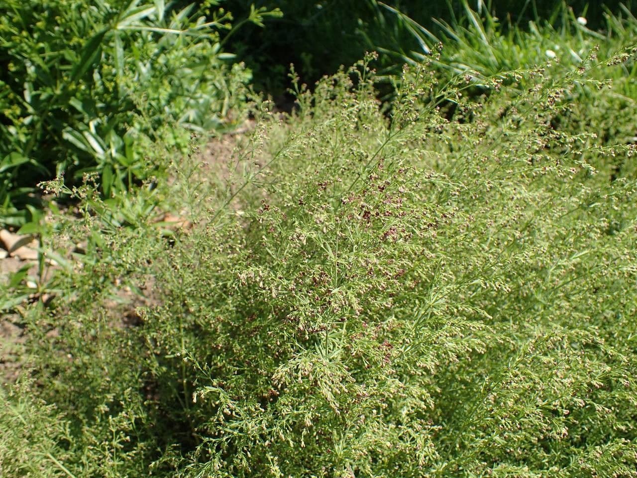 Asperula purpurea 11