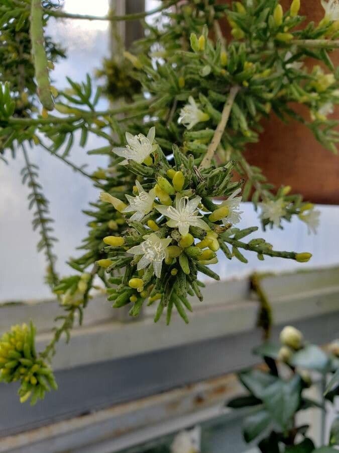 Rhipsalis 6