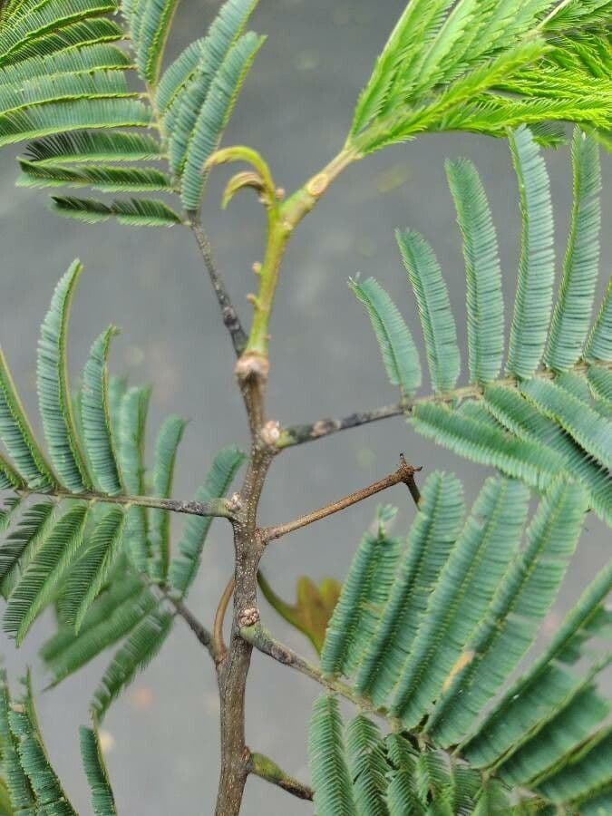 Anadenanthera 16