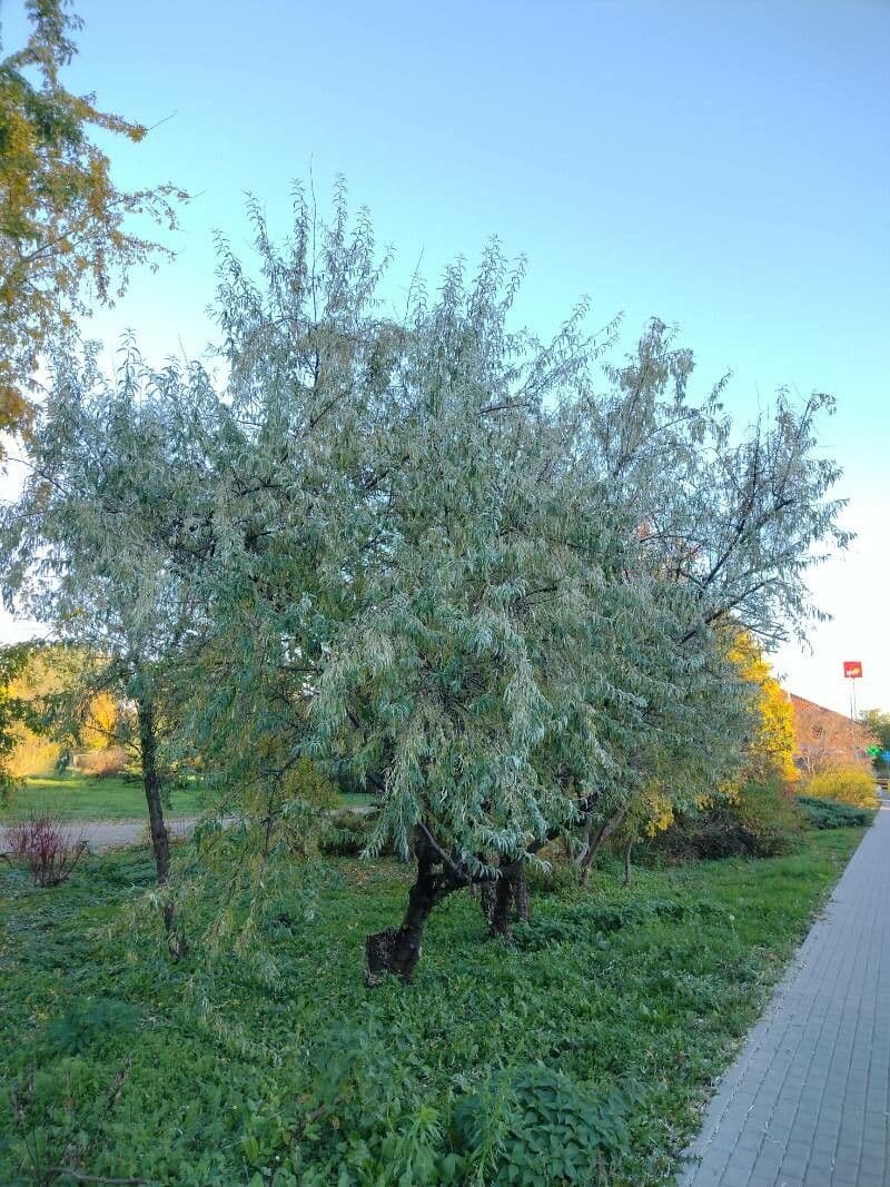 Olivagno 12