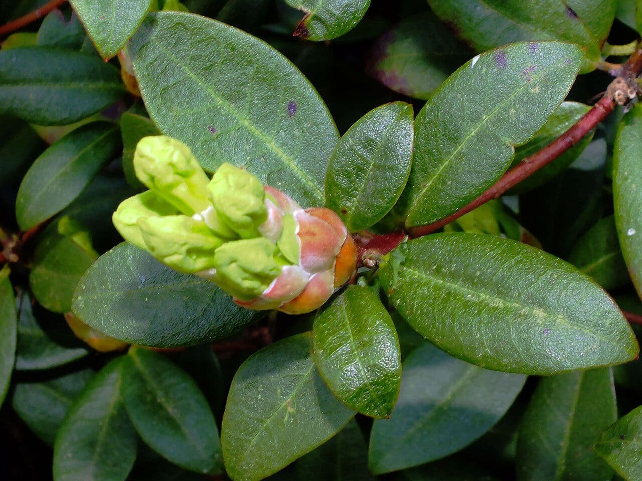 Rododendro dorato 15