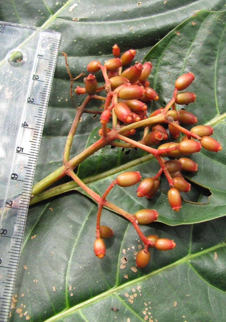 Hamelia