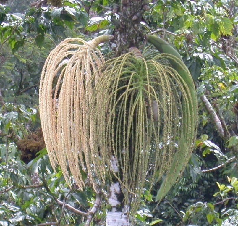 Palma panciuta 2