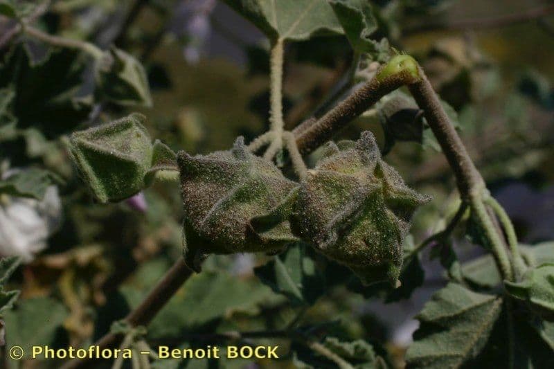 Malva subovata 4