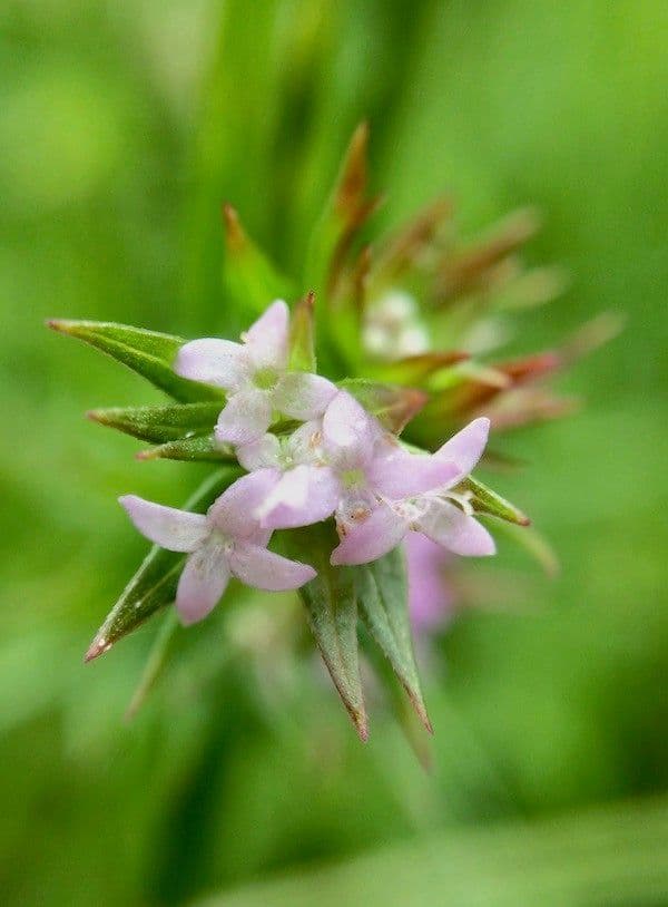 Asperula a sei foglie 2