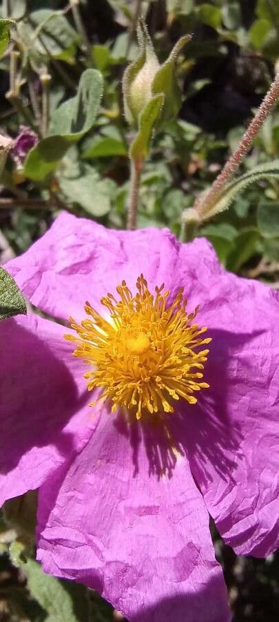 Cistus krétský 8