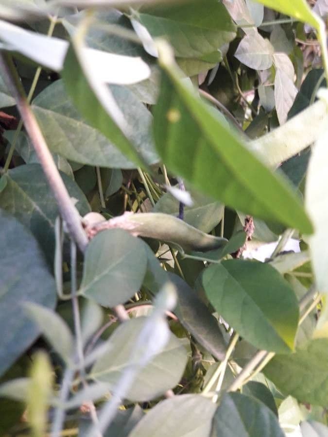 Clitoria ternatea 21