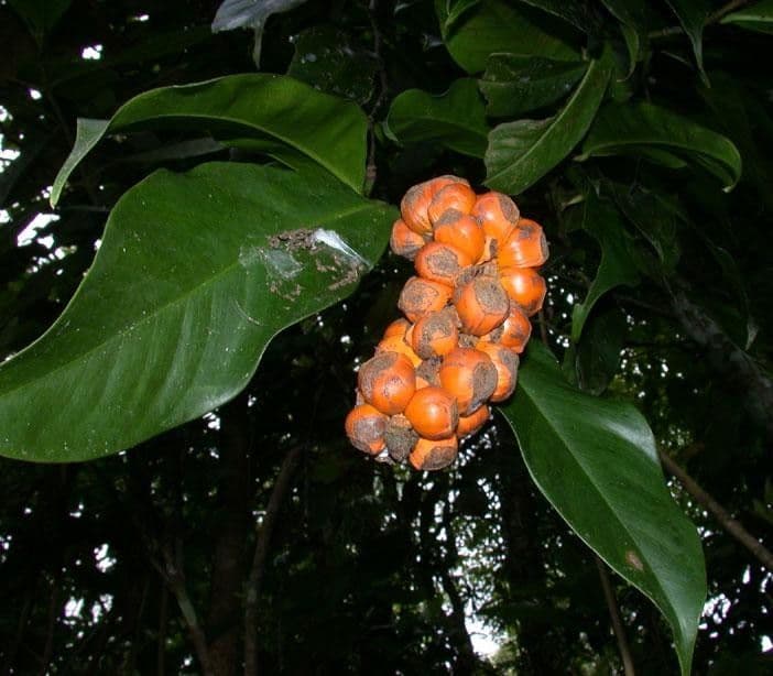 Heteropsis 2