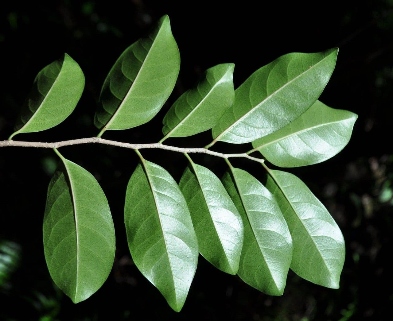 Casearia 22