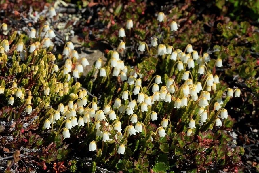 Harrimanella hypnoides