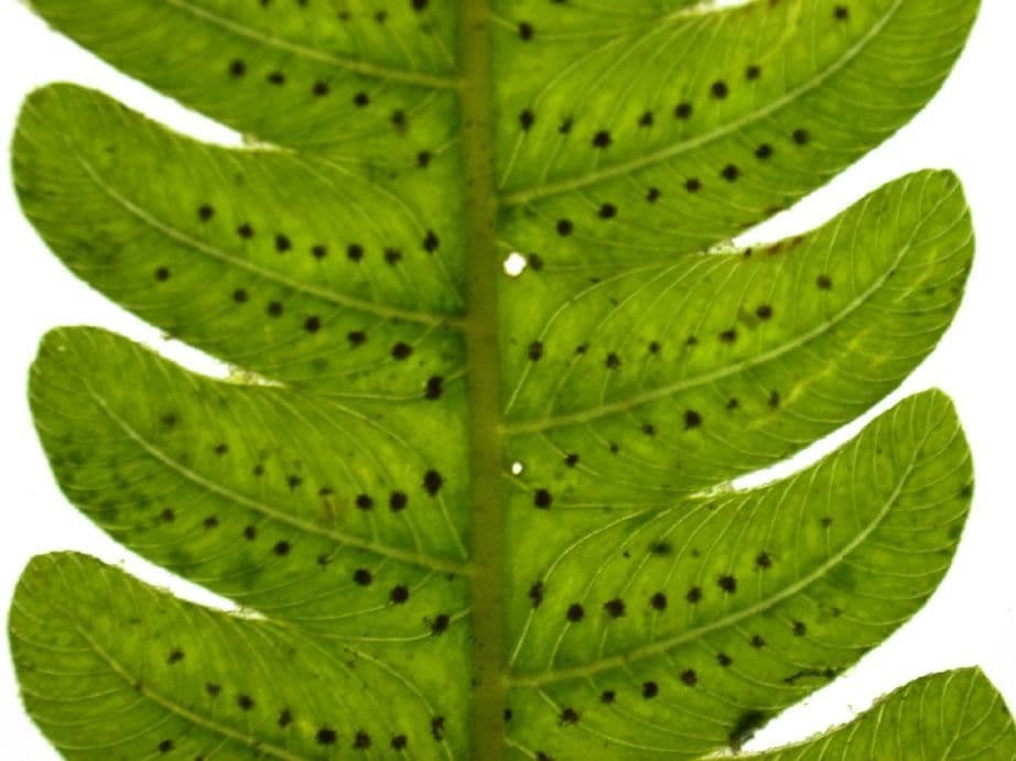 Thelypteris 11