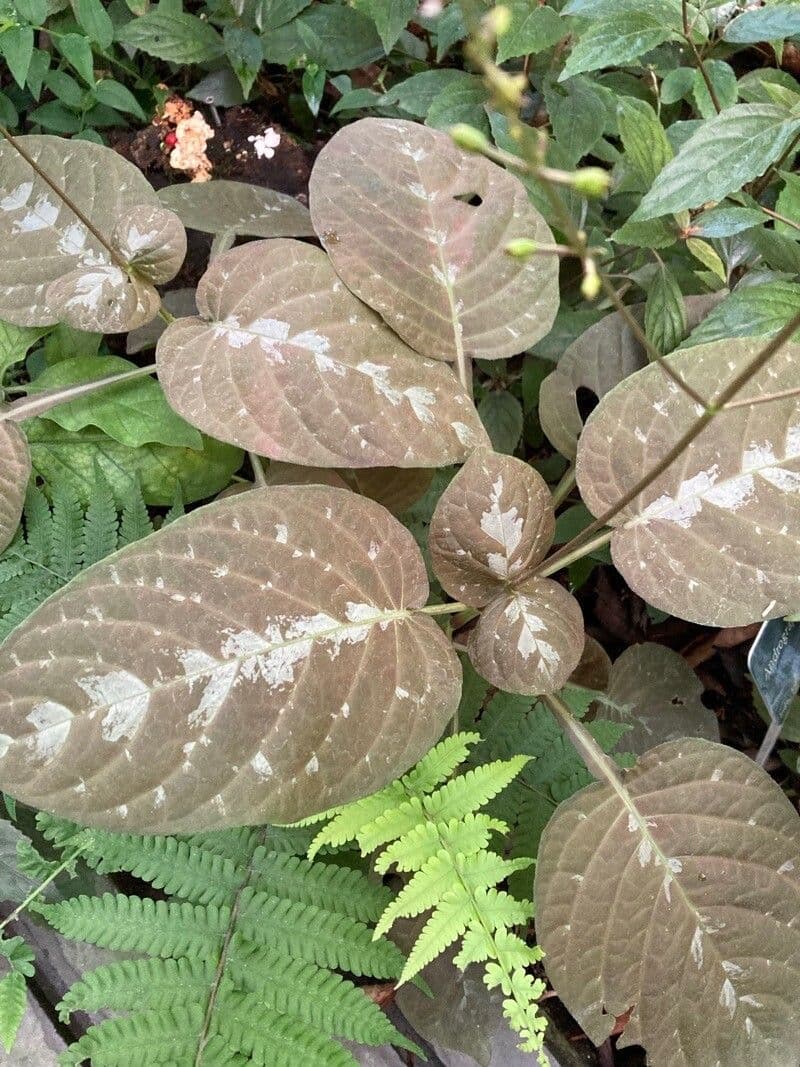 Pseuderanthemum 6