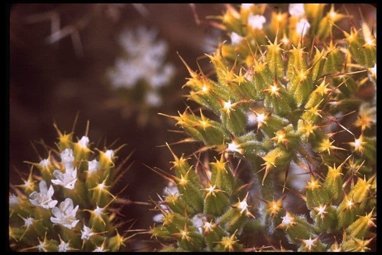 Chorizanthe