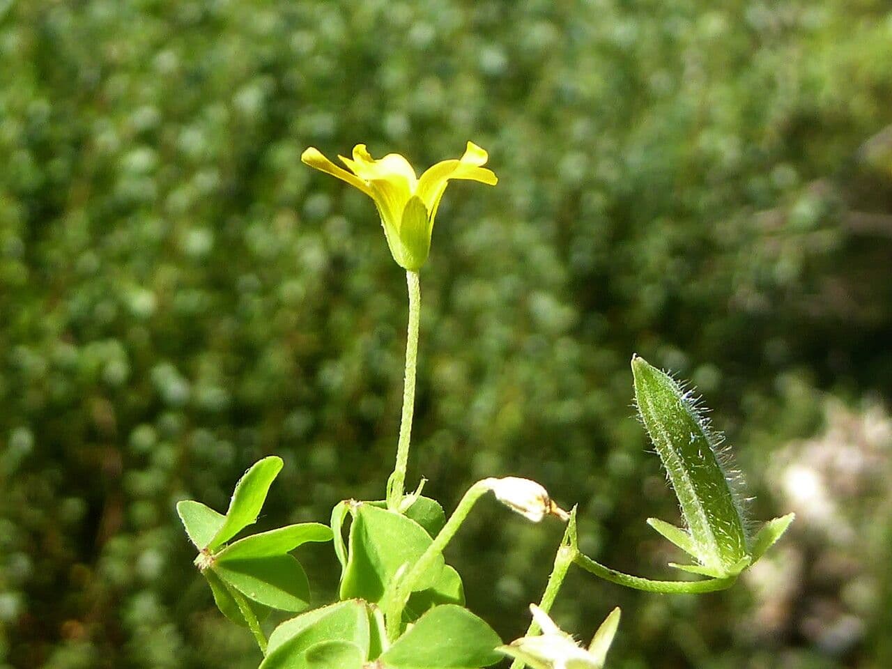 Ossalide corniculata 4