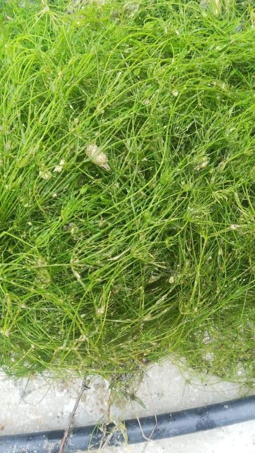 Najas gracile