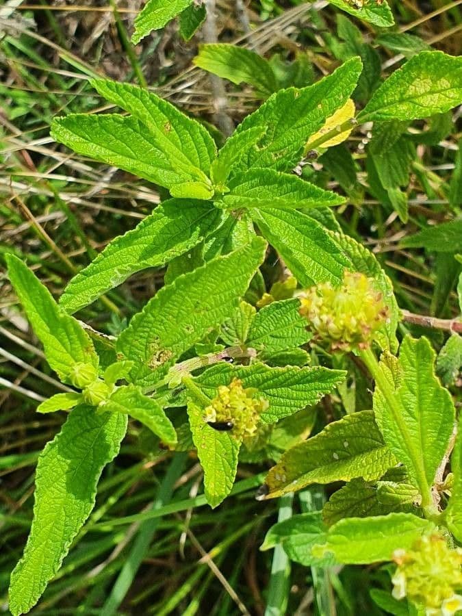 Lippia de Java 20