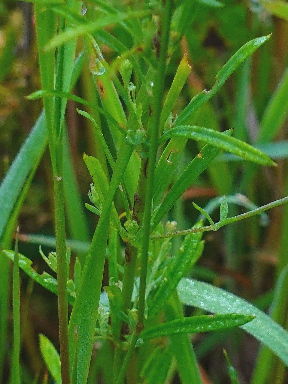 Linaria strisciante 18
