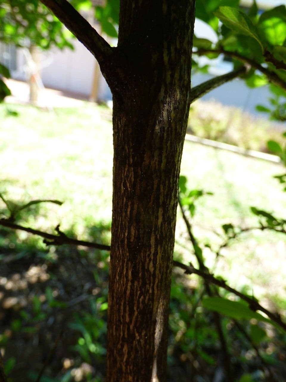 Duranta erecta 22