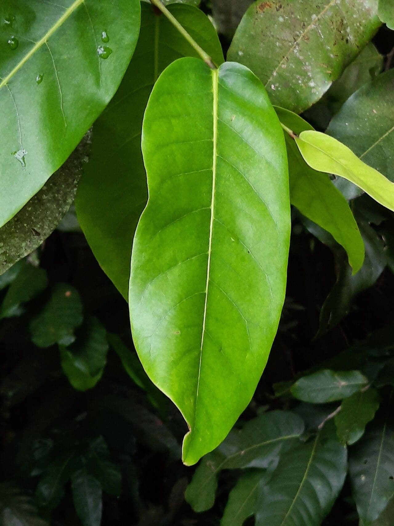 Inocarpus 7