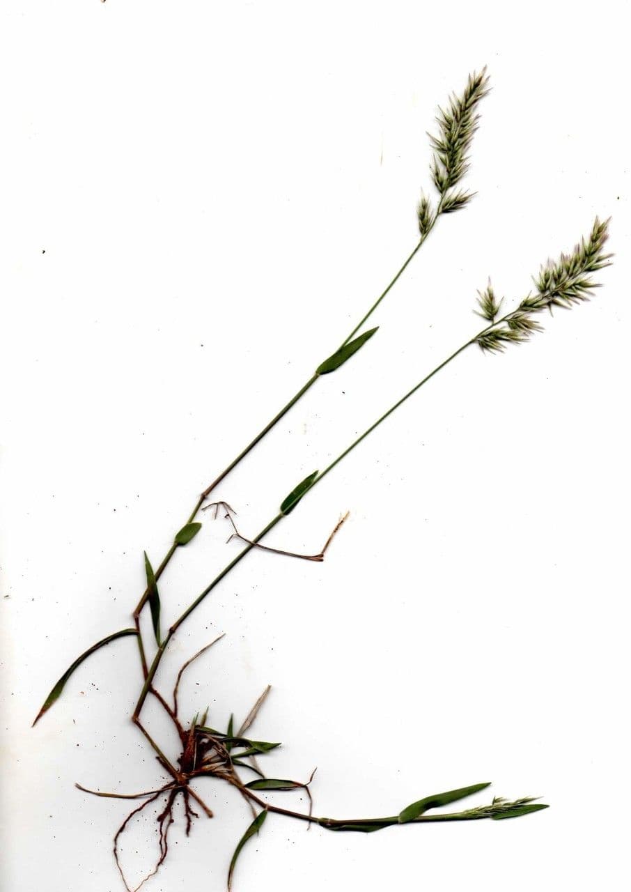 Enneapogon 5