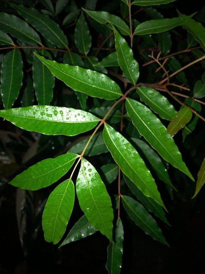 Mauria 3