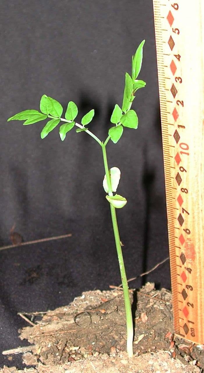 Simaruba amara 23