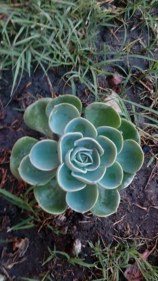 Echeveria 2