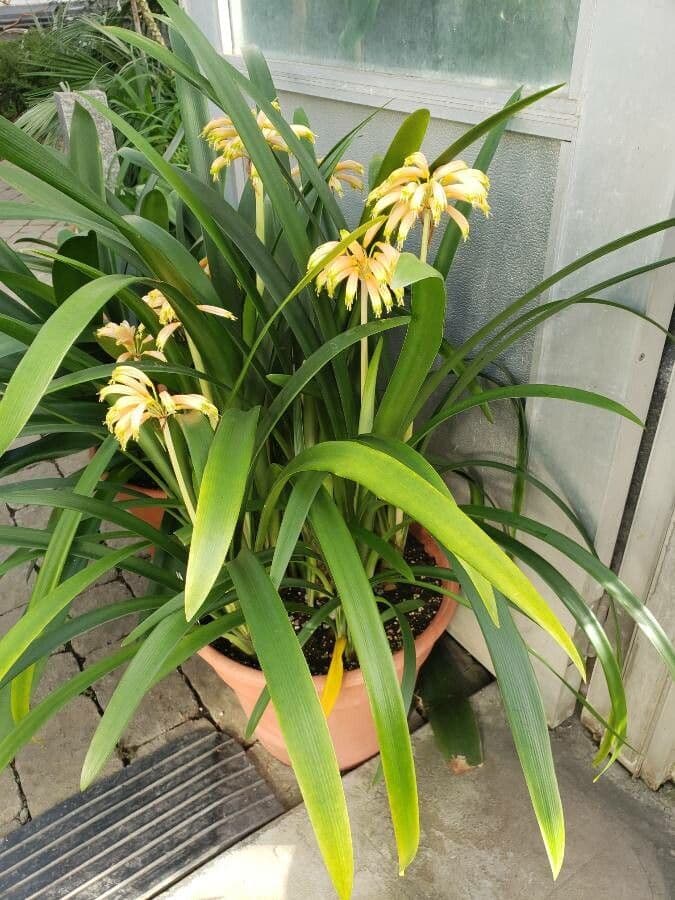 Clivia 3