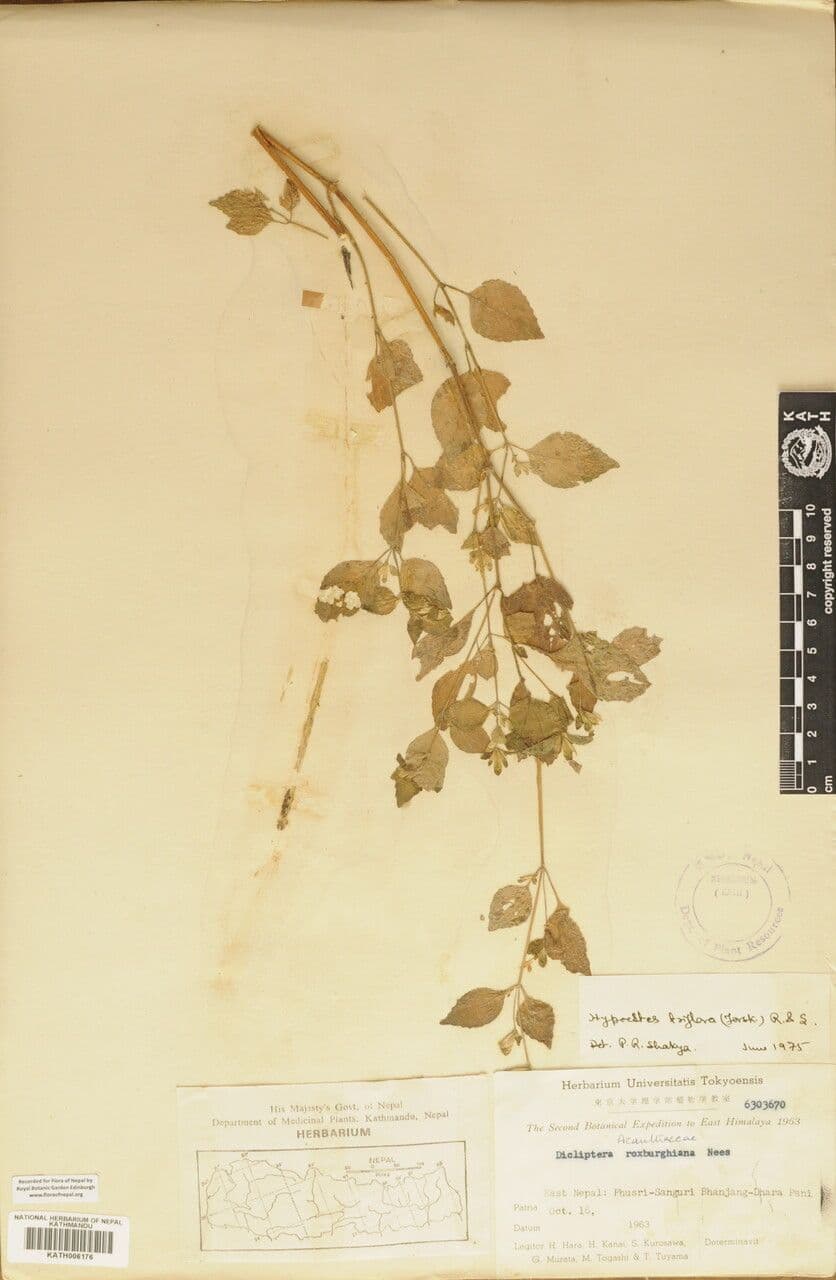 Hypoestes 10