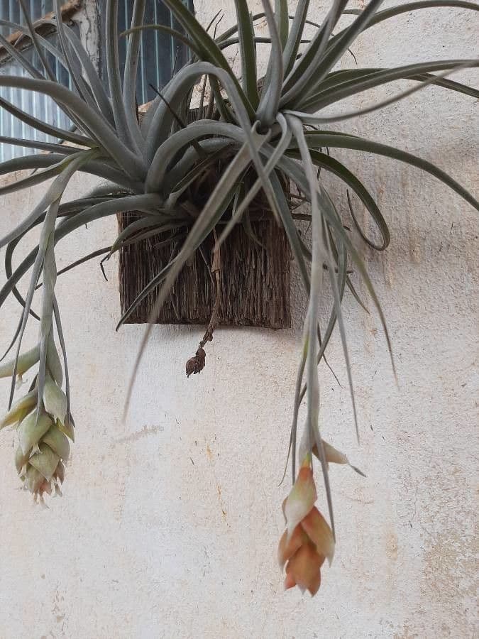 Tillandsia 2