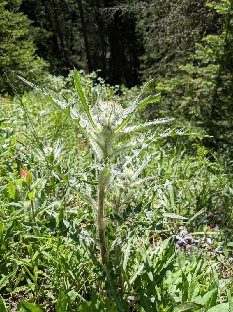 Hookers Distel 7
