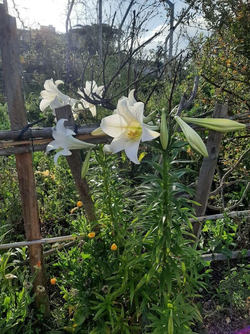 Giglio di Pasqua 10