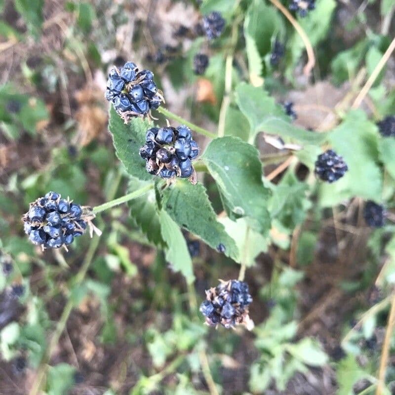 Lantana 3