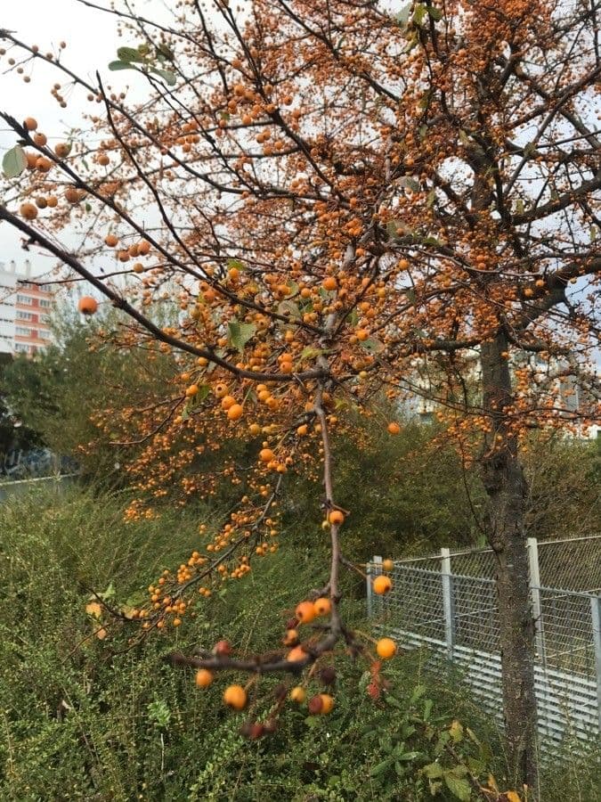 Ilex decidua 2