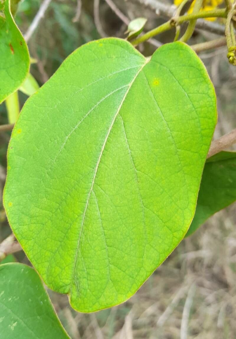 Stigmaphyllon 10